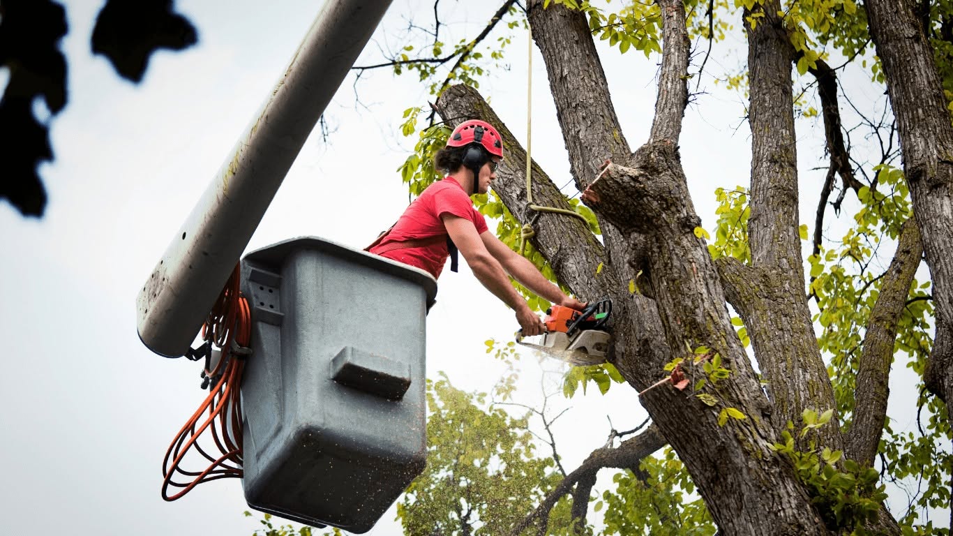 saratogaspringstreeservicepros